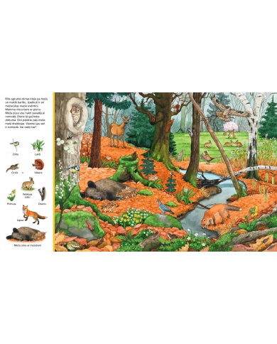 Mūsu mežā. Meklē lietas!