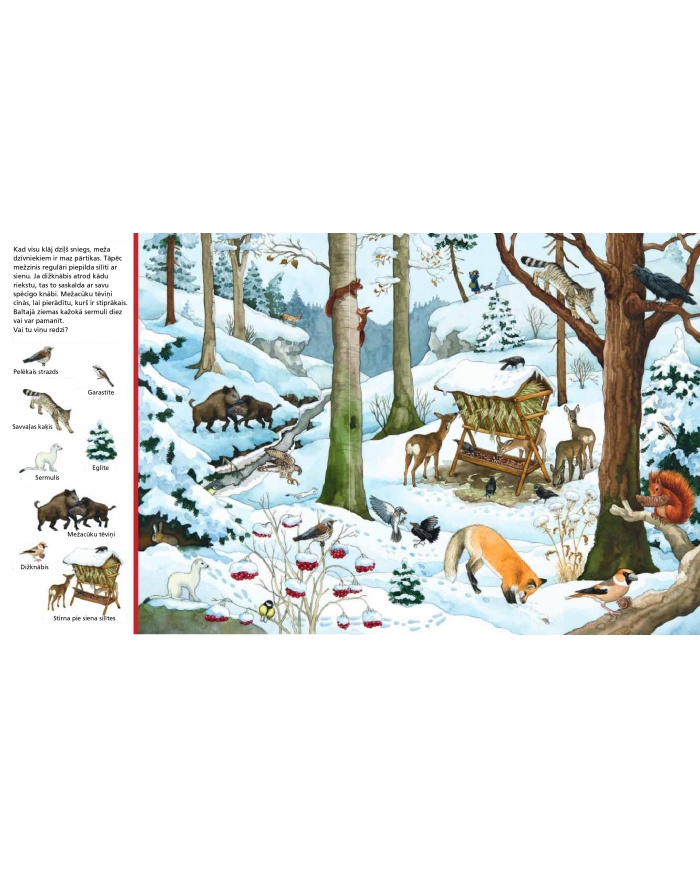 Mūsu mežā. Meklē lietas!