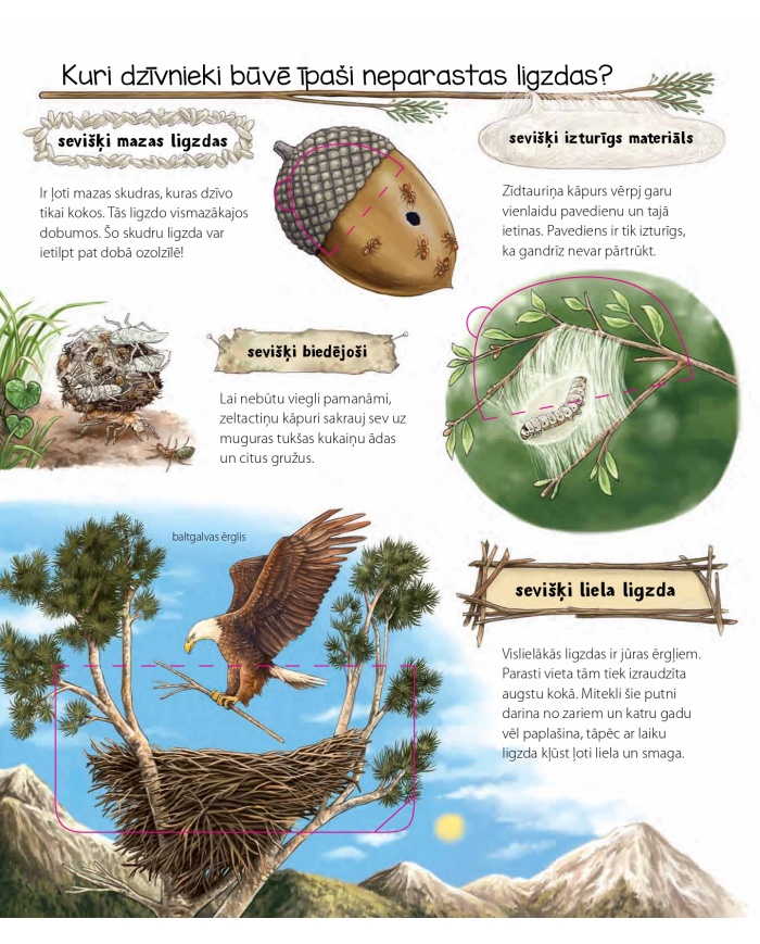Ko būvē dzīvnieki? Kādēļ? Kāpēc? Kā tā?